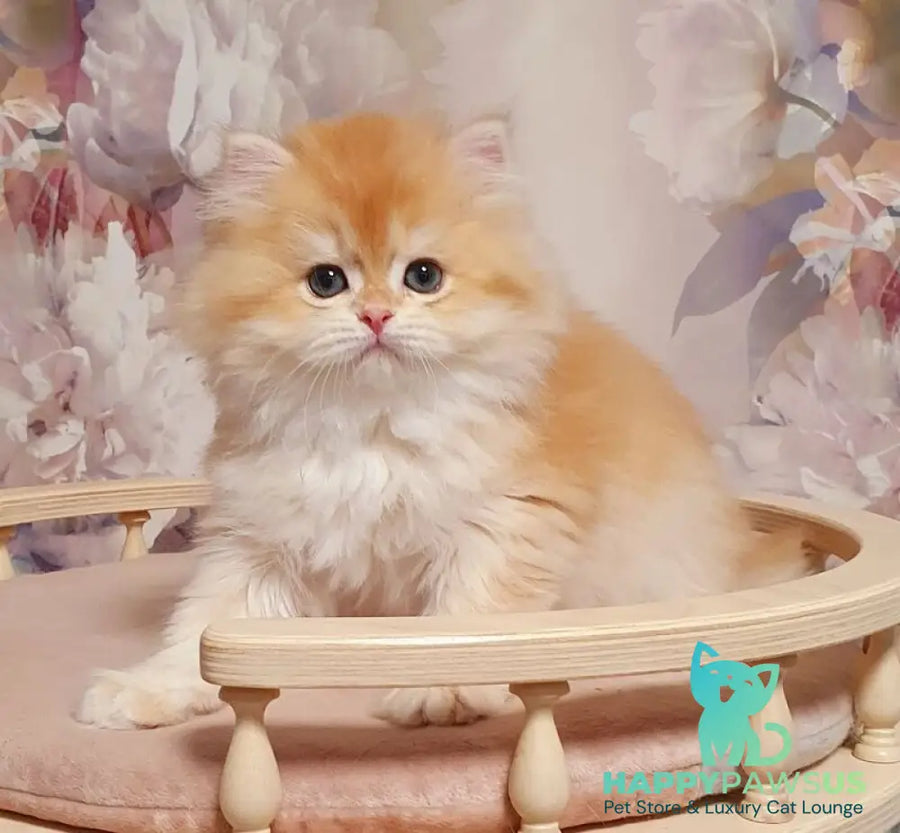 Umka British Longhair male chocolate golden chinchilla - live animals