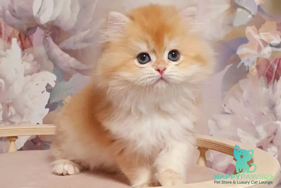Umka British Longhair male chocolate golden chinchilla - live animals