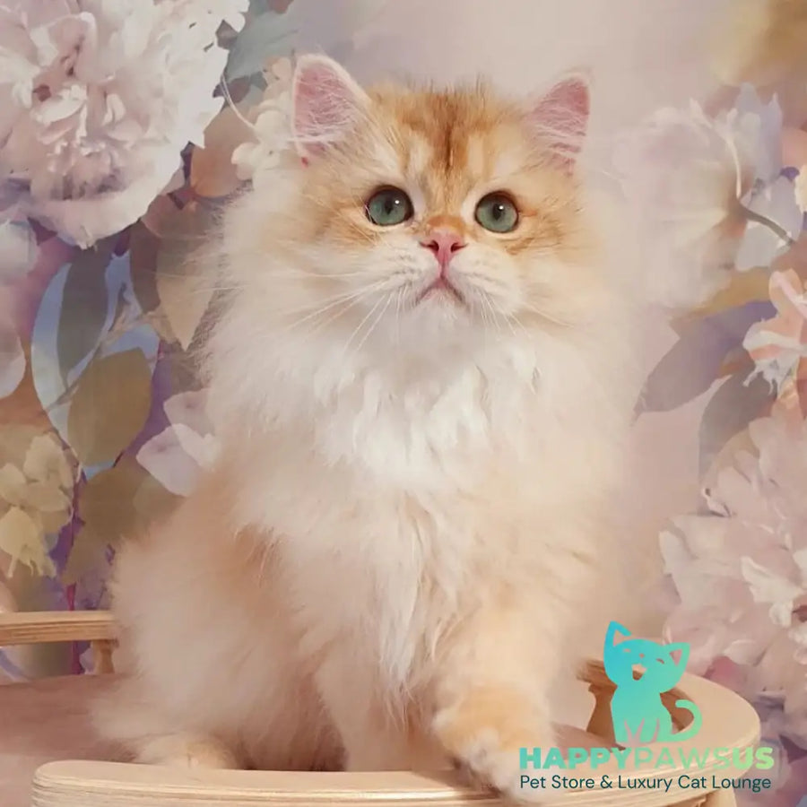 Umka British Longhair male chocolate golden chinchilla - live animals