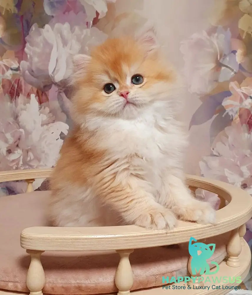 Umka British Longhair male chocolate golden chinchilla - live animals