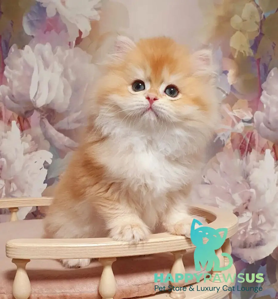 Umka British Longhair male chocolate golden chinchilla - live animals