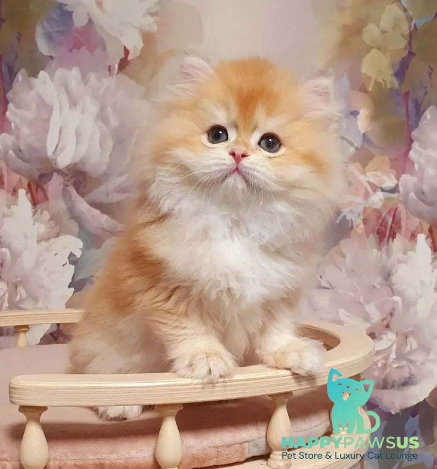 Umka British Longhair male chocolate golden chinchilla - live animals