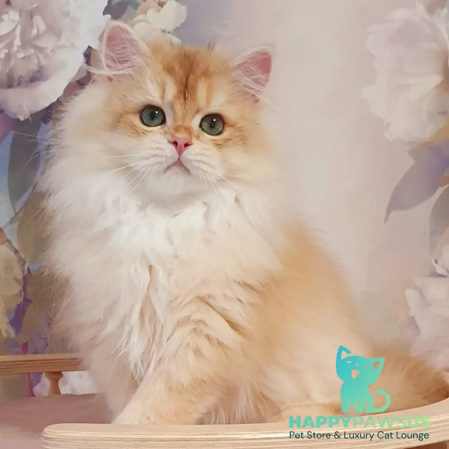 Umka British Longhair male chocolate golden chinchilla - live animals