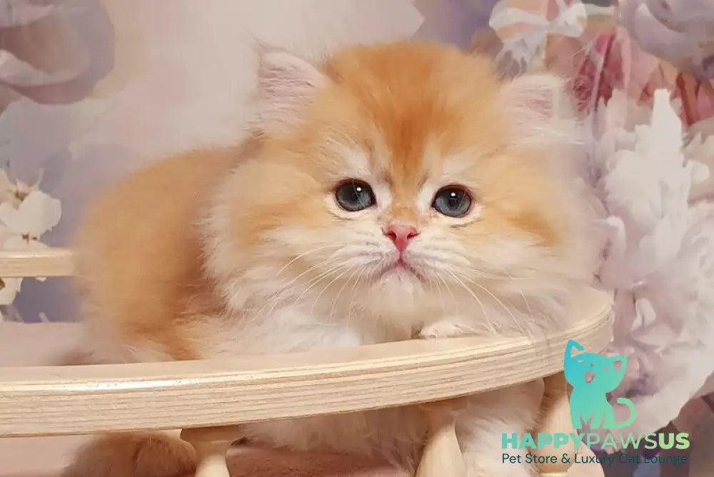 Umka British Longhair male chocolate golden chinchilla - live animals