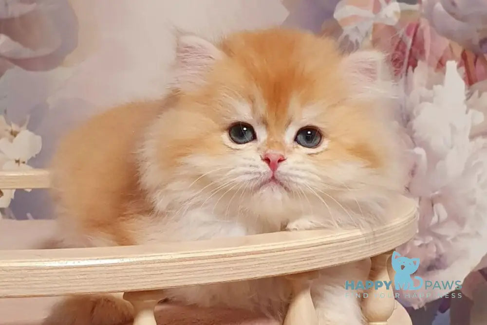 Umka British Longhair male chocolate golden chinchilla - live animals