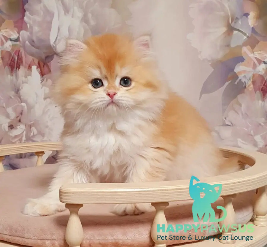 Umka British Longhair male chocolate golden chinchilla - live animals