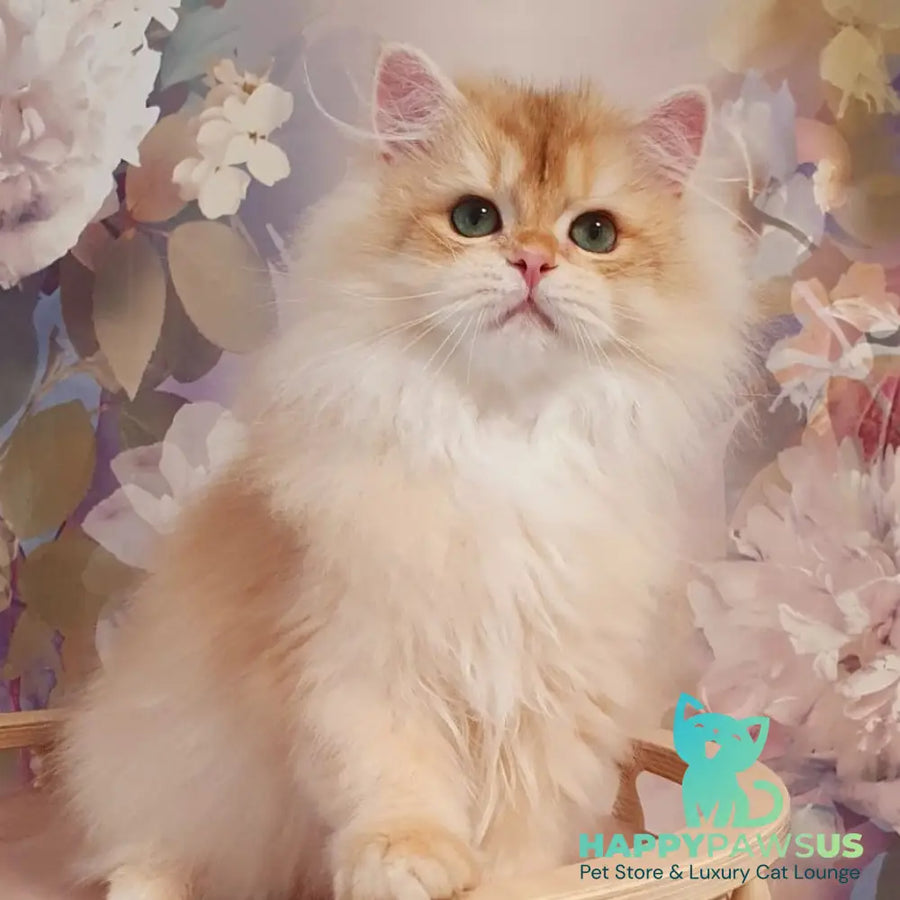 Umka British Longhair male chocolate golden chinchilla - live animals