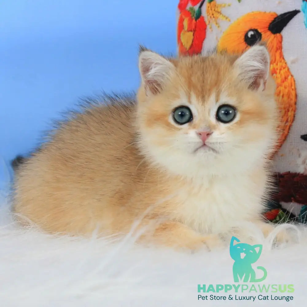Umka British Shorthair male black golden shaded - live animals