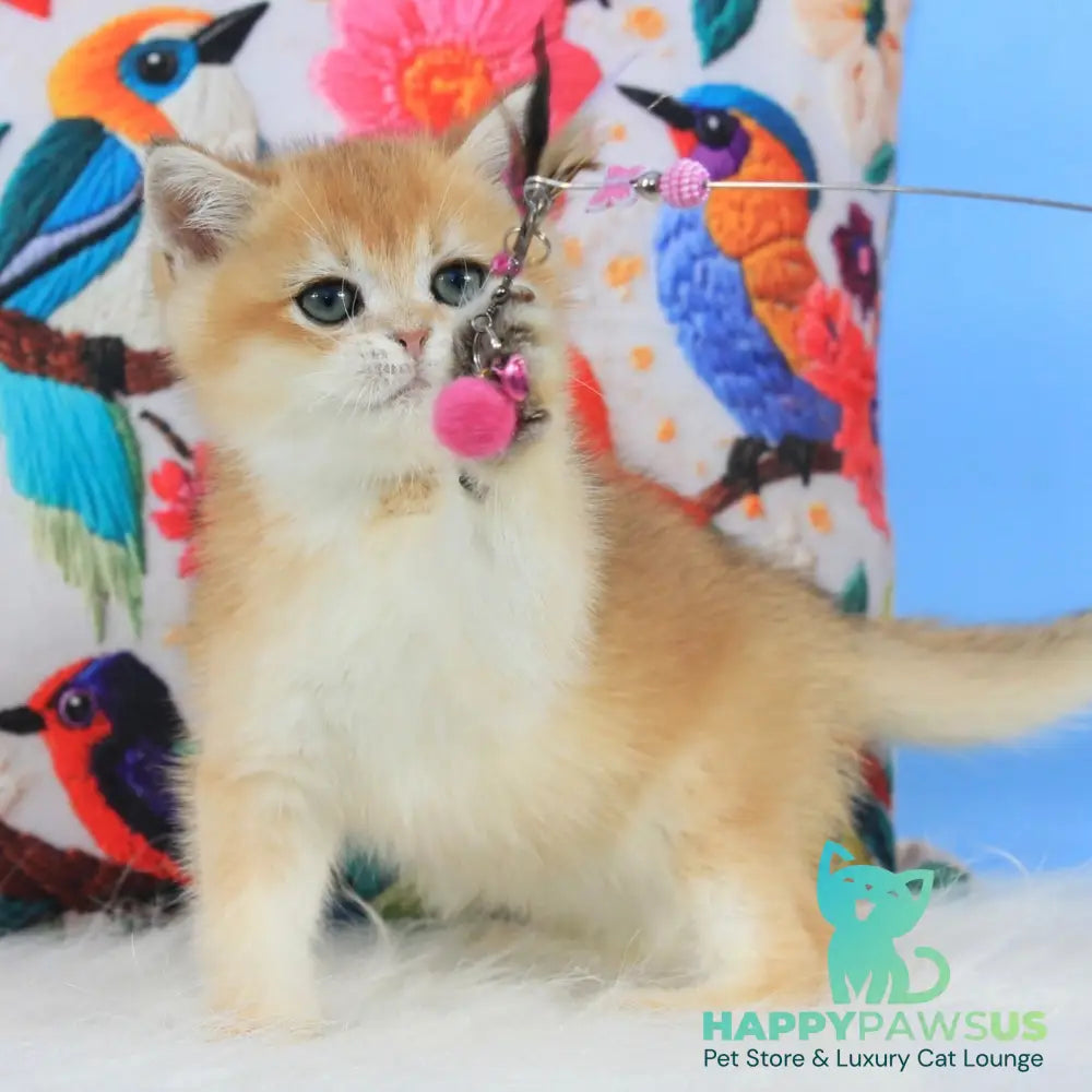Umka British Shorthair male black golden shaded - live animals