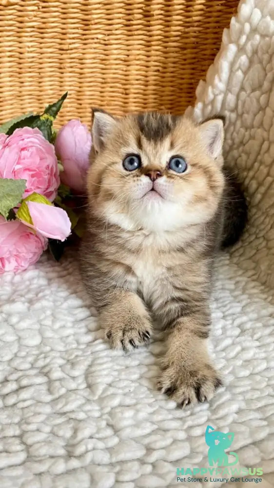 Unka British Shorthair male black golden ticked tabby - live animals