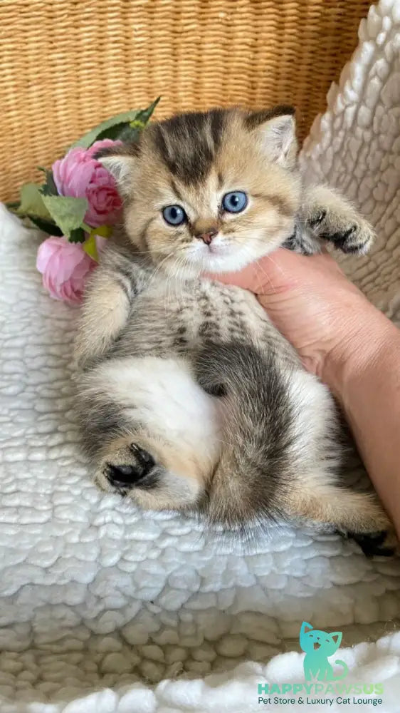 Unka British Shorthair male black golden ticked tabby - live animals