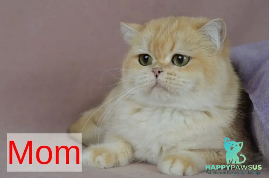 Unka British Shorthair male black golden ticked tabby - live animals