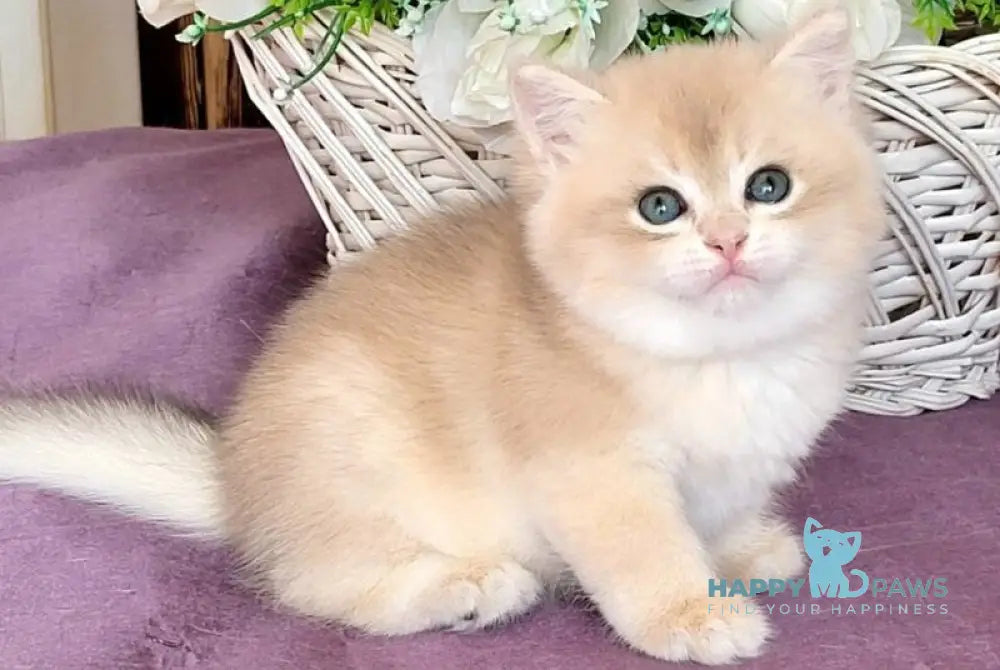 Umka British Shorthair male blue golden chinchilla live animals