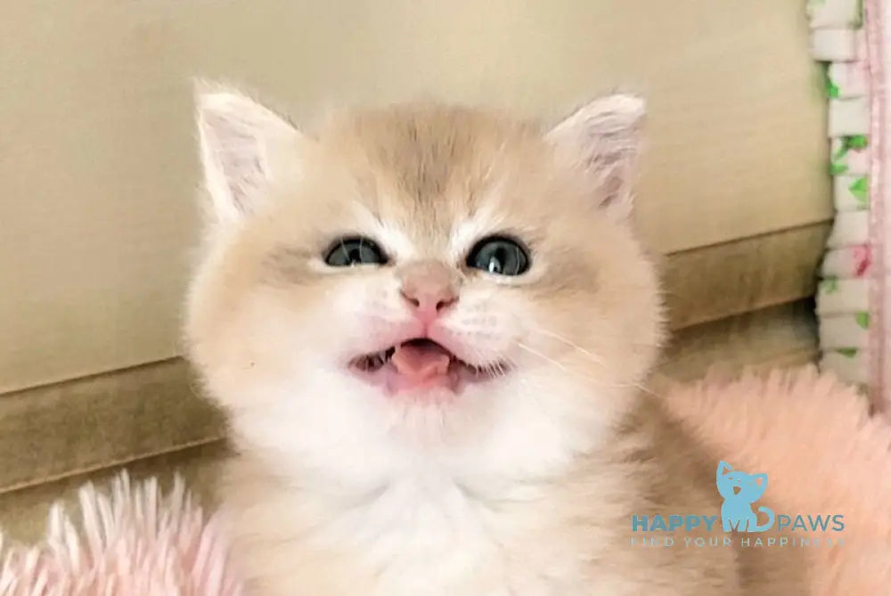 Umka British Shorthair male blue golden chinchilla live animals