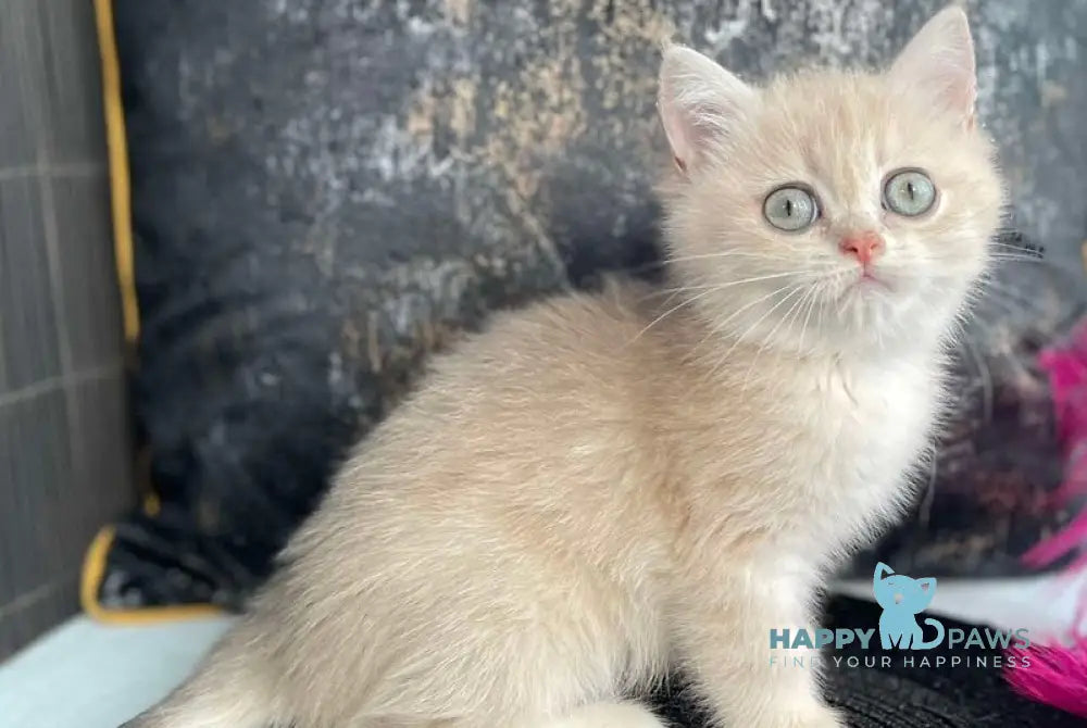 Umka British Shorthair male blue golden spotted tabby live animals