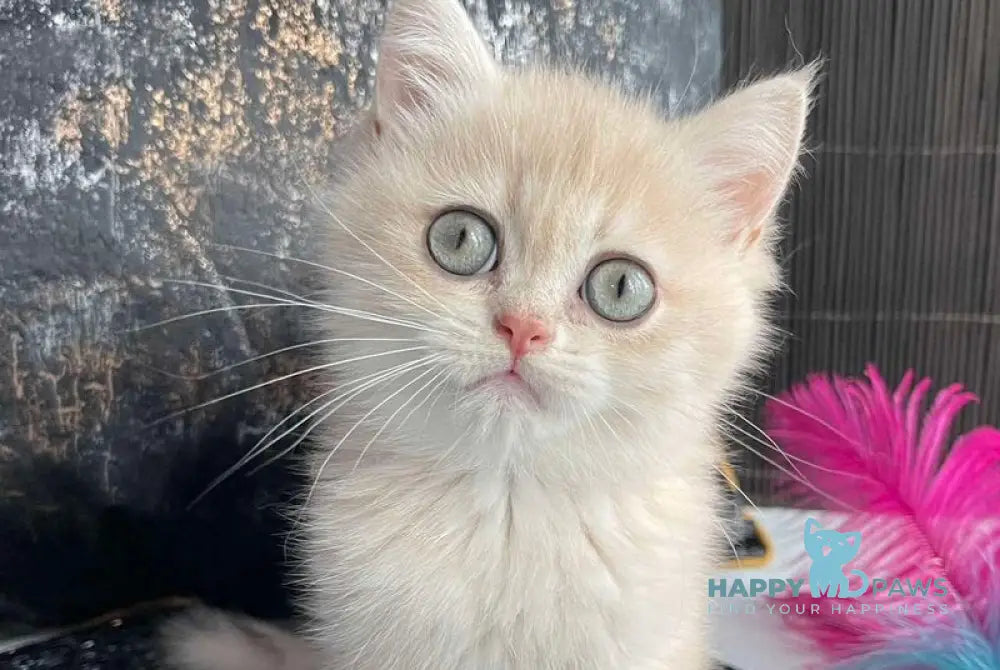 Umka British Shorthair male blue golden spotted tabby live animals