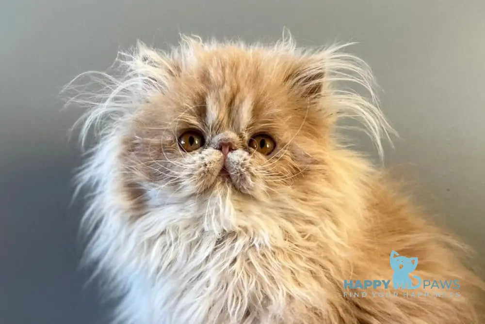 Umka Persian male cream bicolour live animals