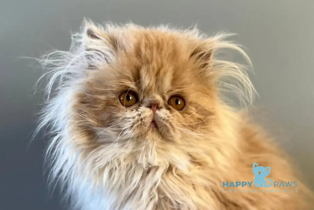 Umka Persian male cream bicolour live animals