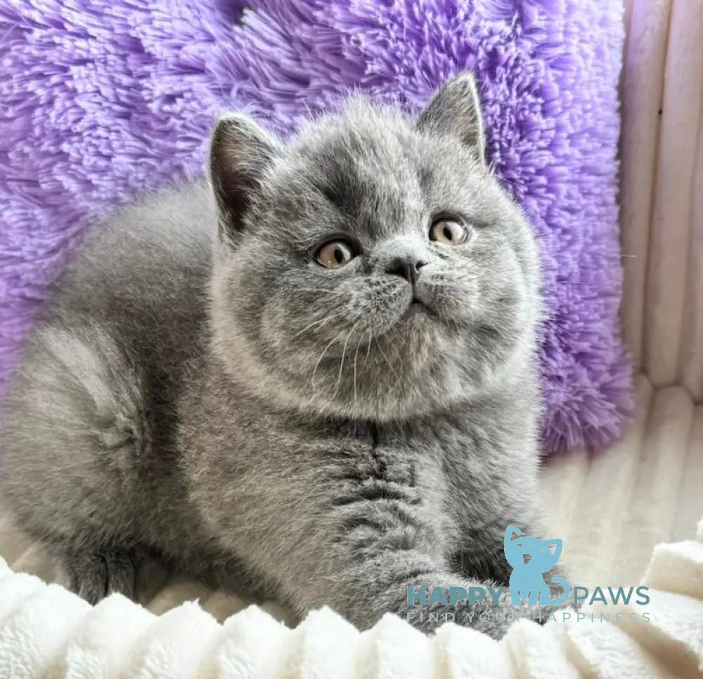 Umka Scottish Straight male blue live animals