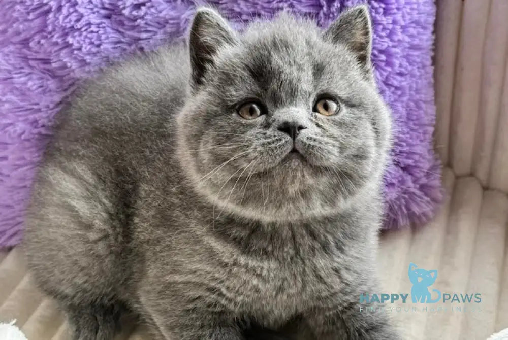 Umka Scottish Straight male blue live animals