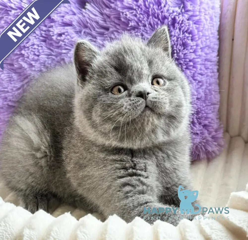Umka Scottish Straight male blue live animals
