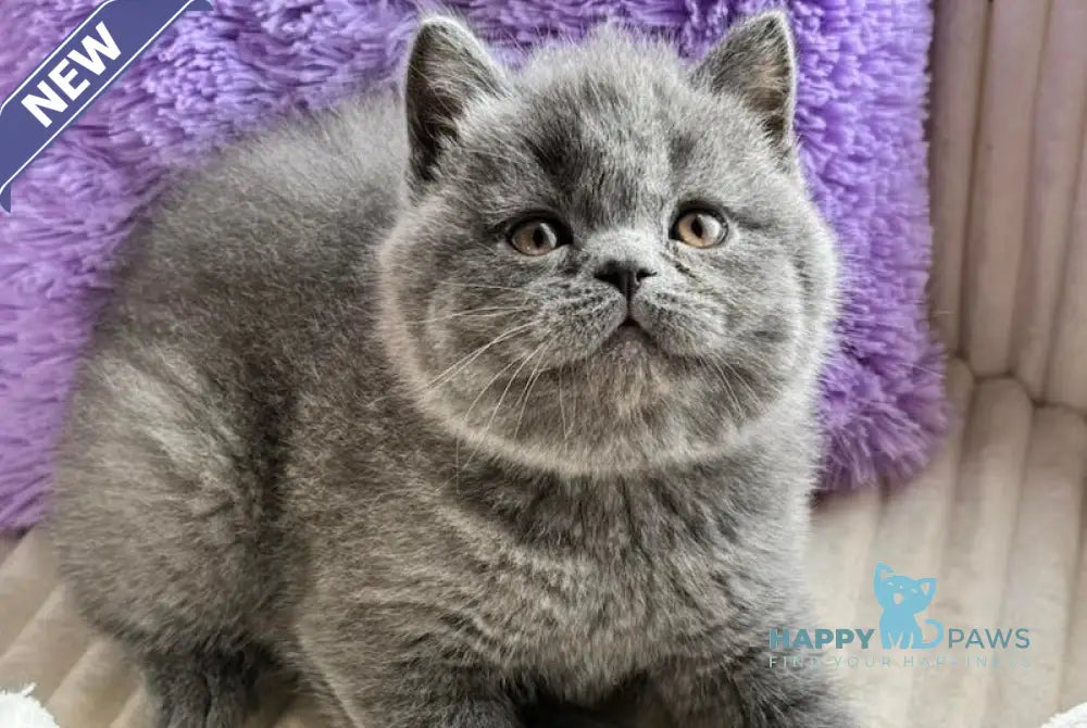 Umka Scottish Straight male blue live animals