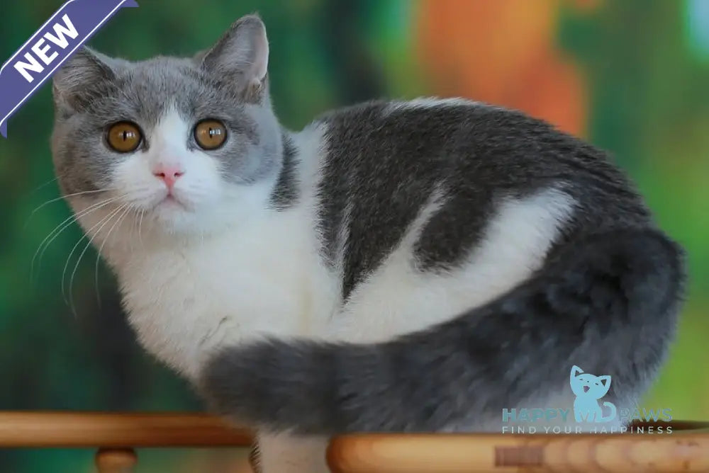 Umochka British Shorthair female blue bicolour live animals