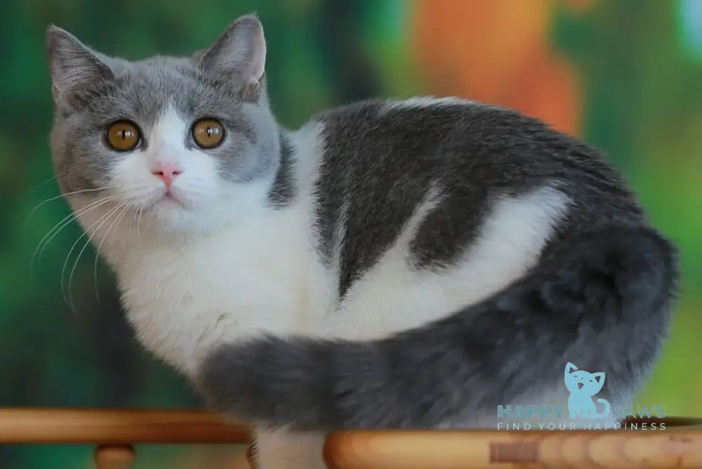 Umochka British Shorthair female blue bicolour live animals
