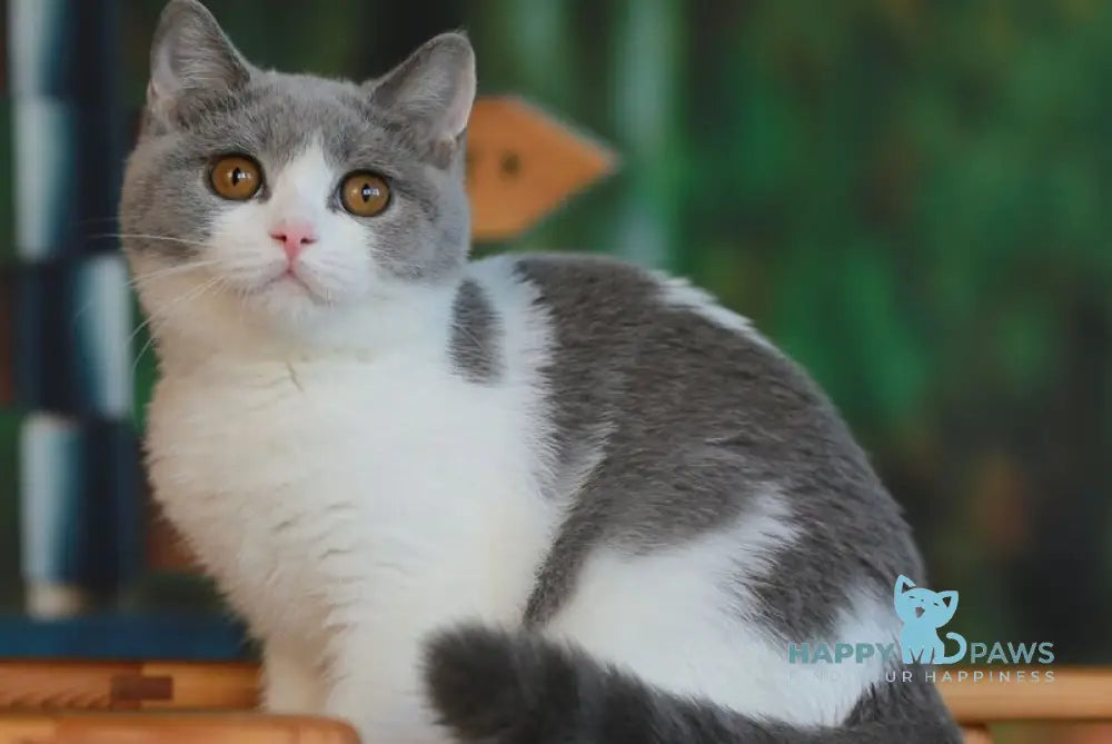 Umochka British Shorthair female blue bicolour live animals
