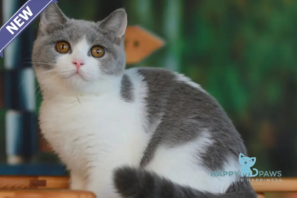 Umochka British Shorthair female blue bicolour live animals