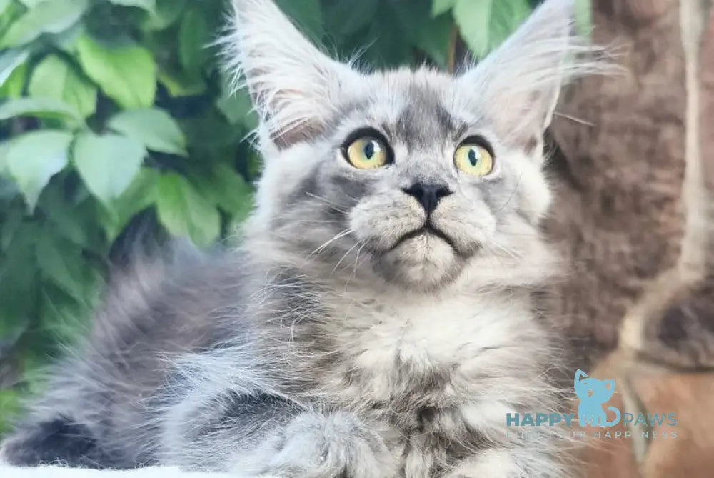 Una Maine Coon female black silver live animals