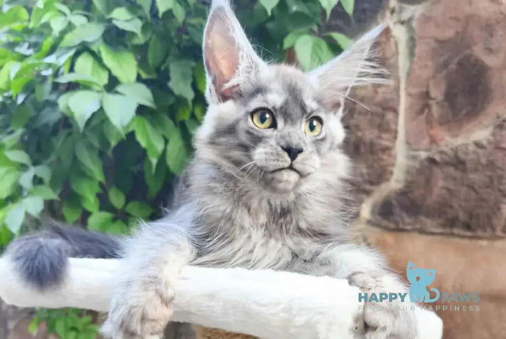 Una Maine Coon female black silver live animals