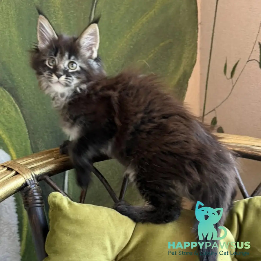 Una Maine Coon female black ticked tabby - live animals