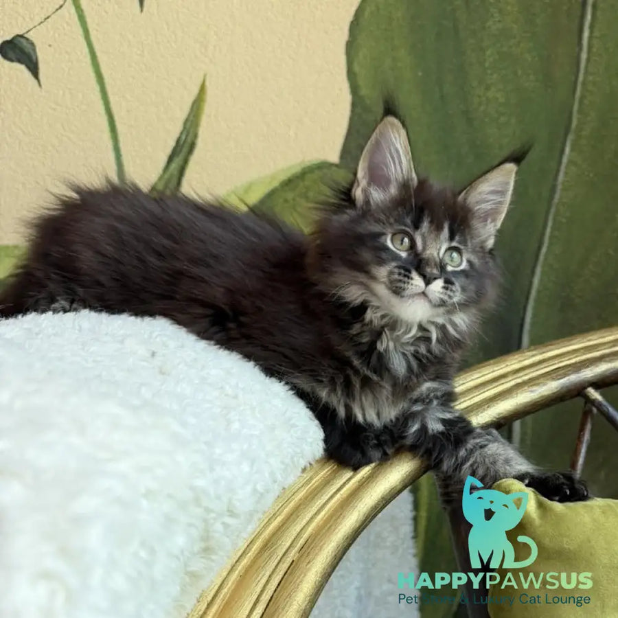 Una Maine Coon female black ticked tabby - live animals