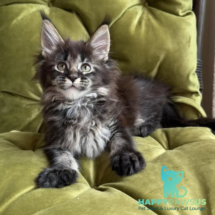 Una Maine Coon female black ticked tabby - live animals