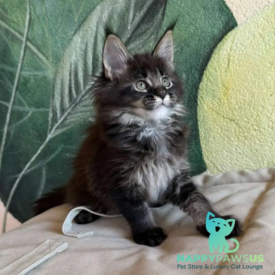 Una Maine Coon female black ticked tabby - live animals