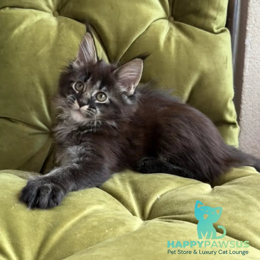 Una Maine Coon female black ticked tabby - live animals