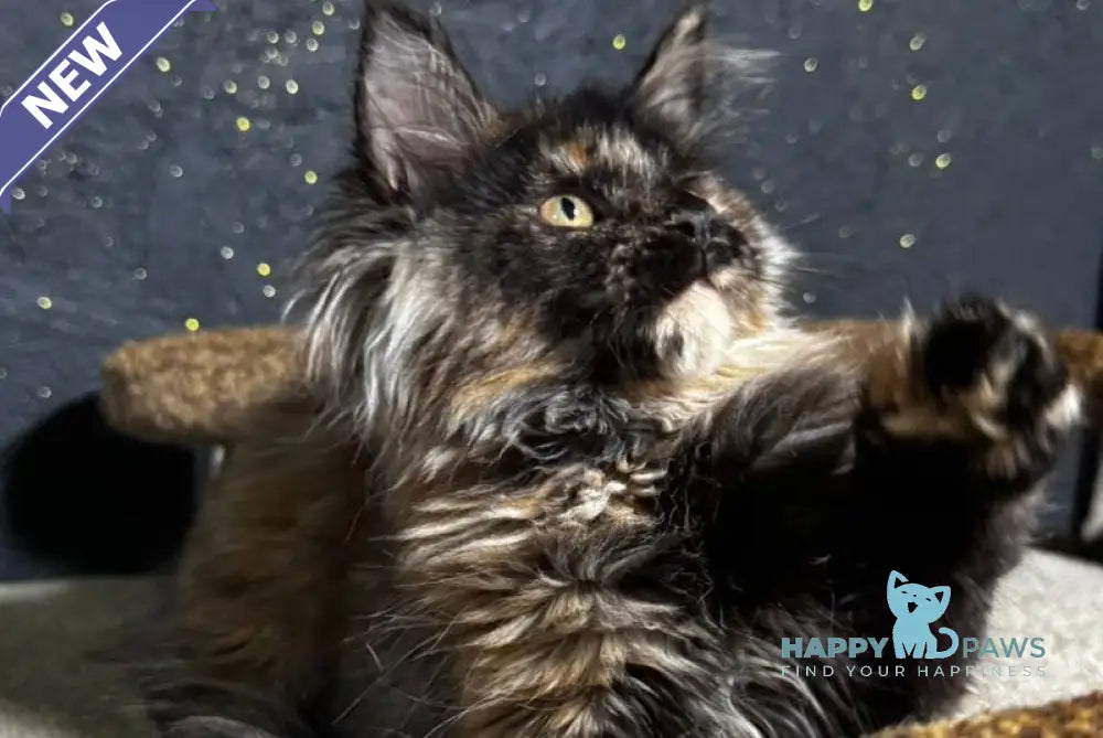Una Maine Coon female black tortie live animals