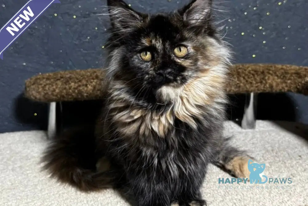 Una Maine Coon female black tortie live animals