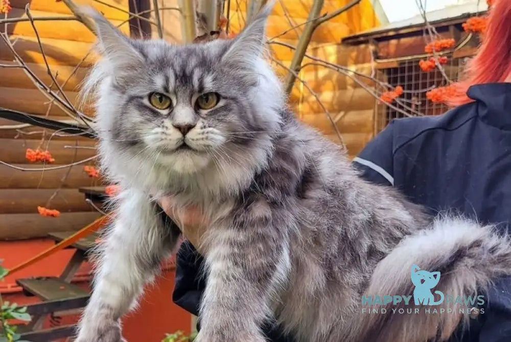 Undina Maine Coon polydactyl female black silver tabby live animals