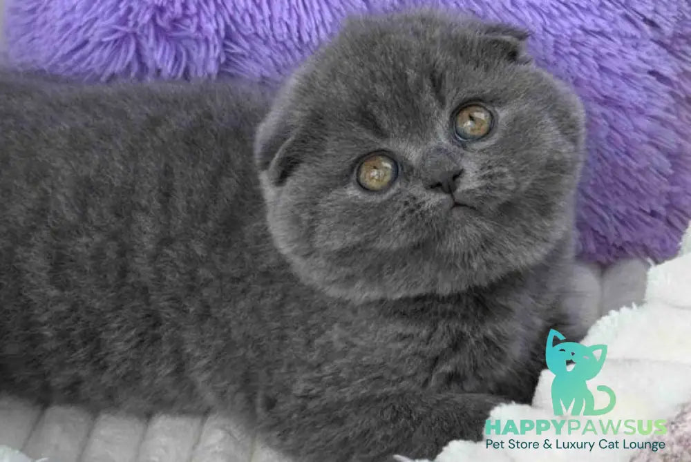 Una Scottish Fold female blue - live animals