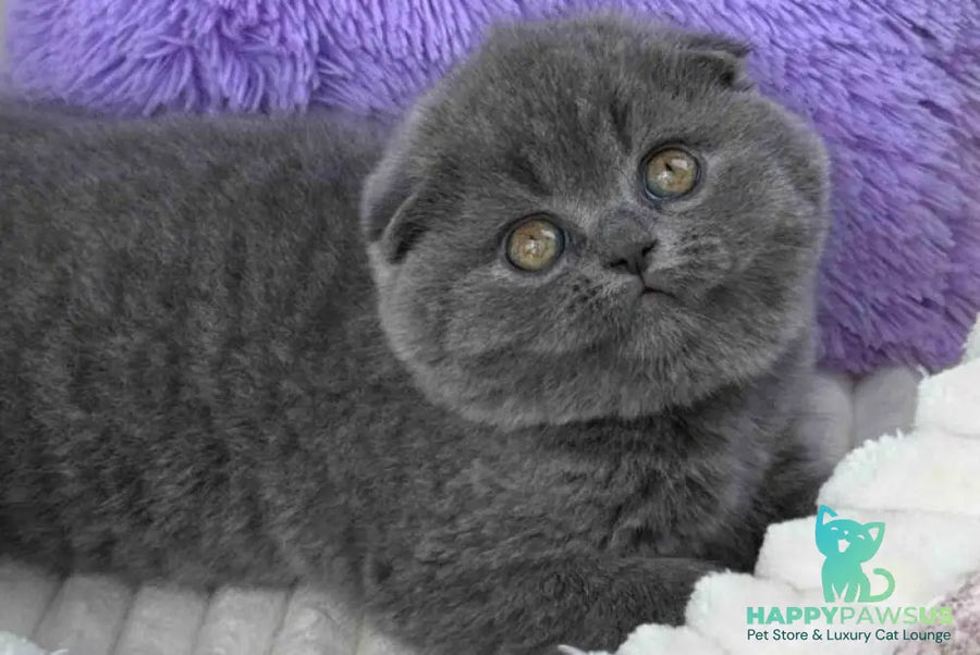 Una Scottish Fold female blue - live animals