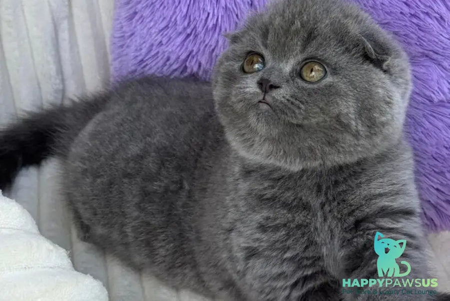 Una Scottish Fold female blue - live animals