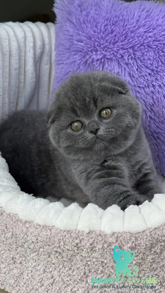 Una Scottish Fold female blue - live animals