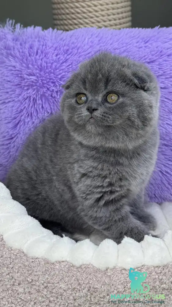 Una Scottish Fold female blue - live animals