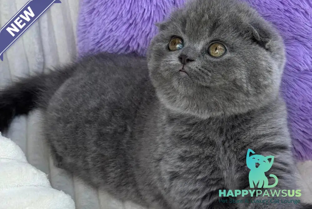 Una Scottish Fold female blue - live animals
