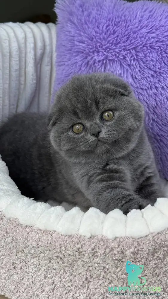 Una Scottish Fold female blue - live animals
