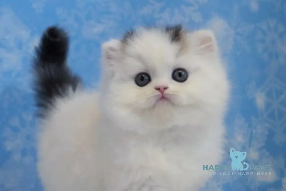 Una Scottish Straight female black tabby van live animals