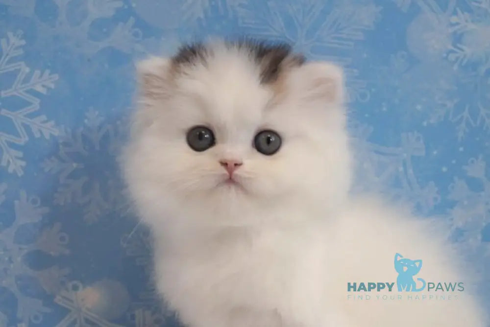 Una Scottish Straight female black tabby van live animals