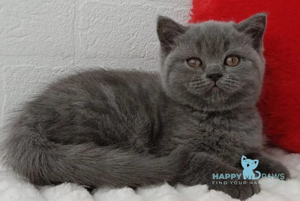 Una Scottish Straight female blue live animals